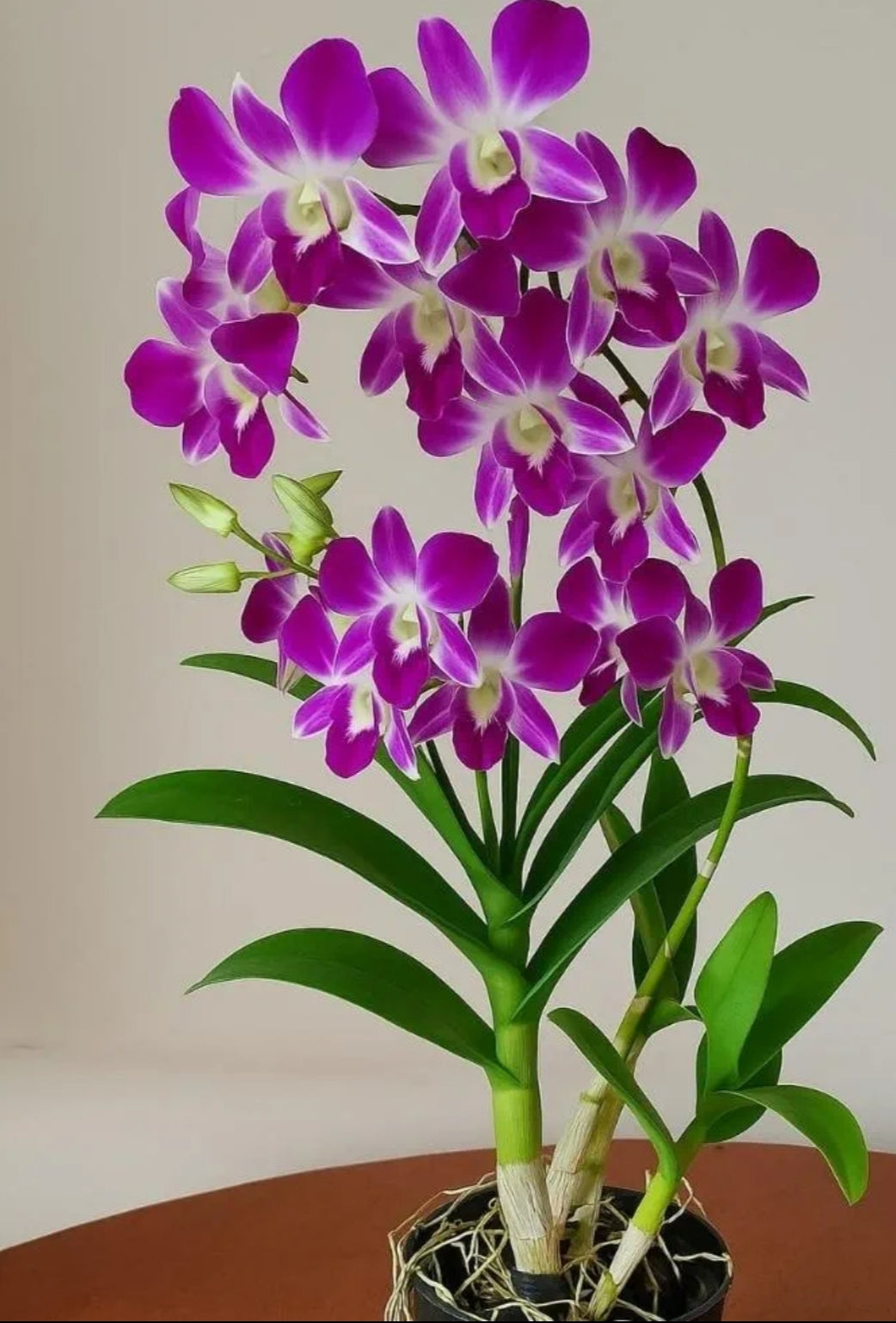 Dendrobiom Sonia Earsakul   Hybrid Orchid Plant