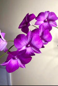 Dendrobium Classi Gem X Bush Fancy Plant