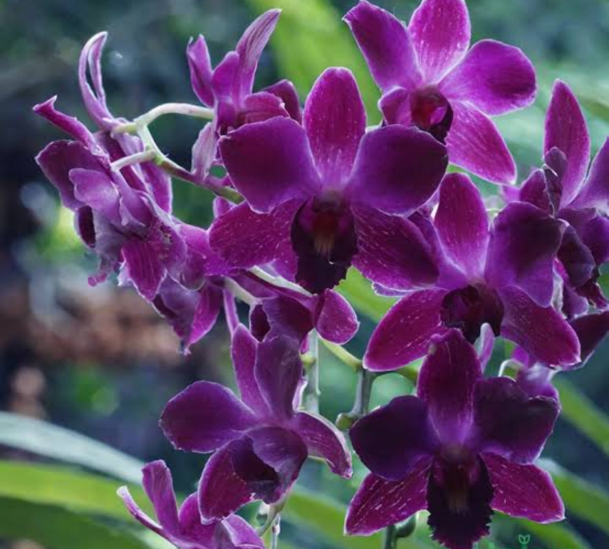 Dendrobiom Hirochi Hybrid Orchid Plant