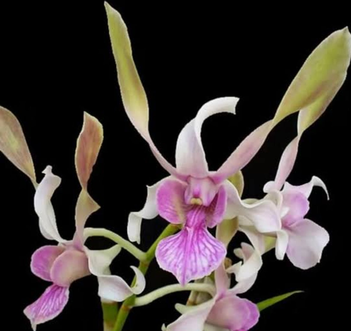 Dendrobiom Rabbit Hybrid Orchid Plant
