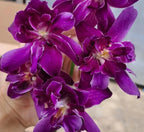 Dendrobiom Betty Rose Purple Hybrid Orchid Plant