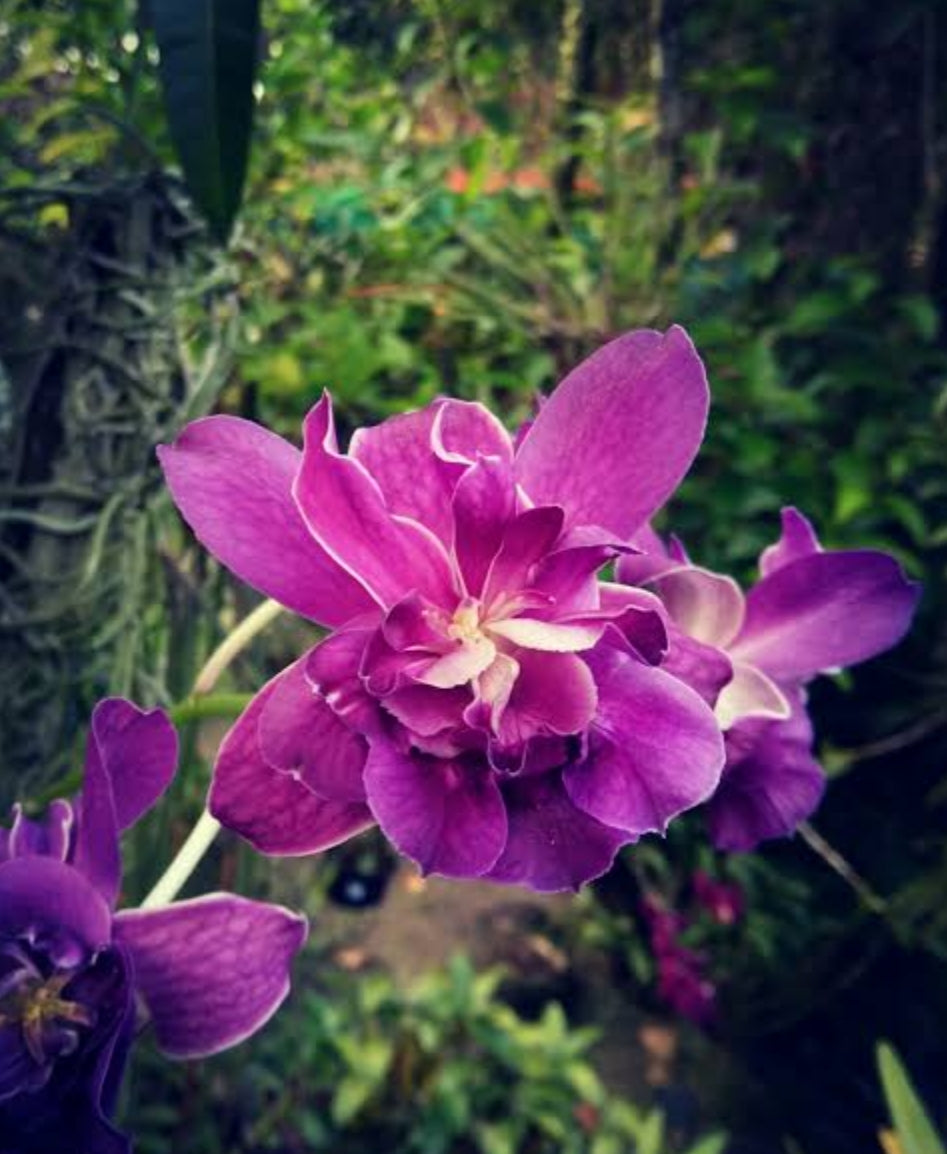 Dendrobiom Betty Rose Purple Hybrid Orchid Plant