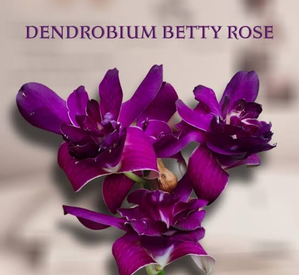 Dendrobiom Betty Rose Purple Hybrid Orchid Plant
