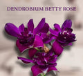 Dendrobiom Betty Rose Purple Hybrid Orchid Plant