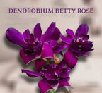 Dendrobiom Betty Rose Purple Hybrid Orchid Plant