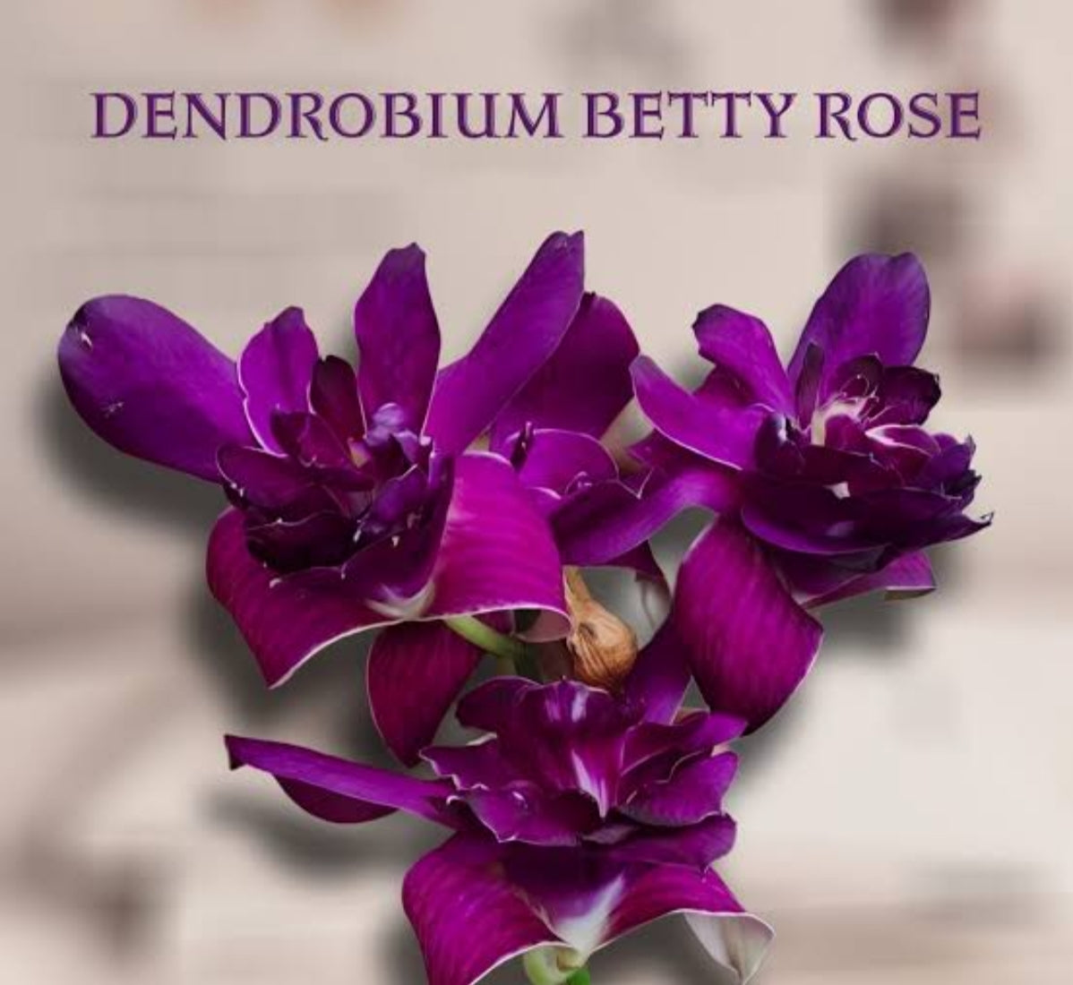 Dendrobiom Betty Rose Purple Hybrid Orchid Plant