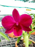 Dendrobiom Ladda Red Hybrid Orchid Plant