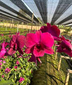 Dendrobiom Ladda Red Hybrid Orchid Plant