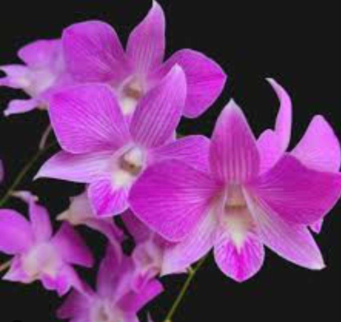 Dendrobium Karen x Compactum Hybrid Orchid Plant