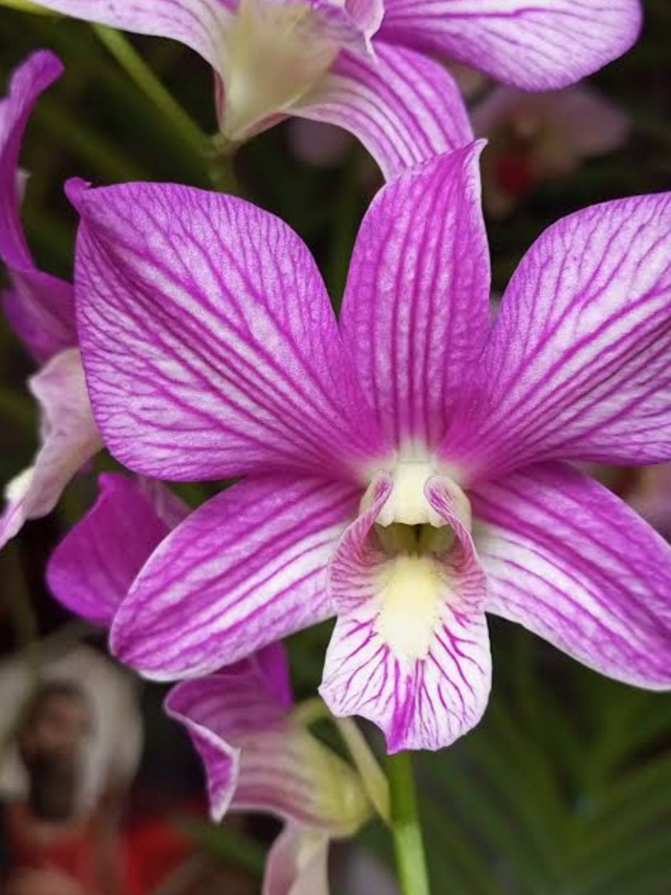 Dendrobium Karen x Compactum Hybrid Orchid Plant