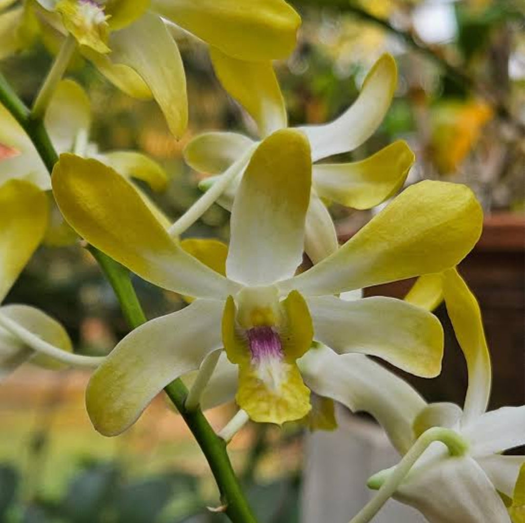 Dendrobiom Getting Royal Hybrid Orchid Plant