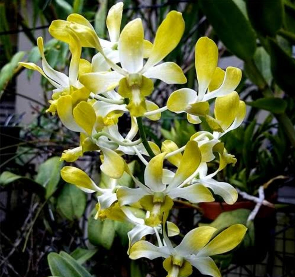 Dendrobiom Getting Royal Hybrid Orchid Plant