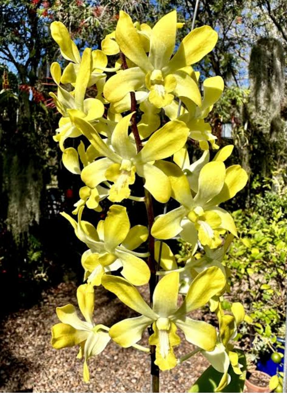 Dendrobiom Getting Royal Hybrid Orchid Plant