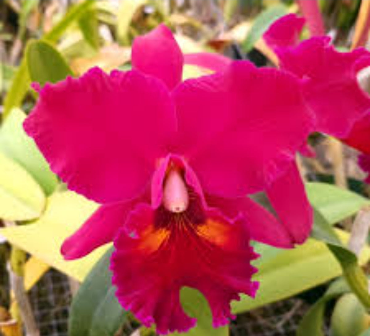 Catteliya.(Blc) Edisto New Berry Medium Orchid Plant-With Terracota Pot