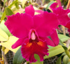 Catteliya.(Blc) Edisto New Berry Medium Orchid Plant-With Terracota Pot