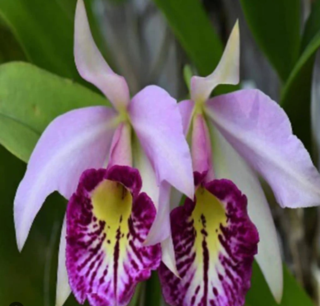 Catteliya  Taiwan Big Lip Medium Orchid Plant -With Terracota Pot