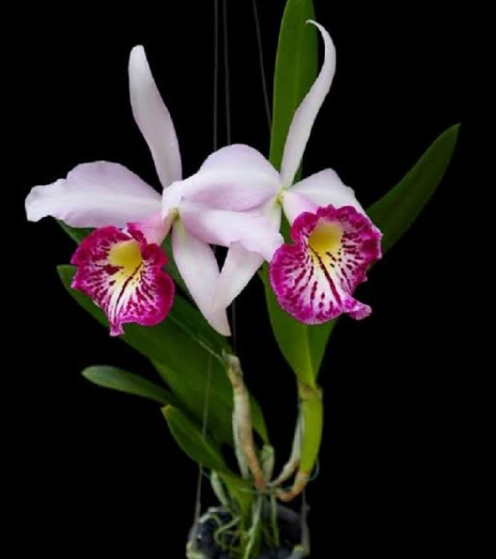 Catteliya  Taiwan Big Lip Medium Orchid Plant -With Terracota Pot