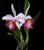 Catteliya  Taiwan Big Lip Medium Orchid Plant -With Terracota Pot
