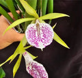 Catteliya Nakornpathme Silver Medium Orchid Plant -With Terracota Pot