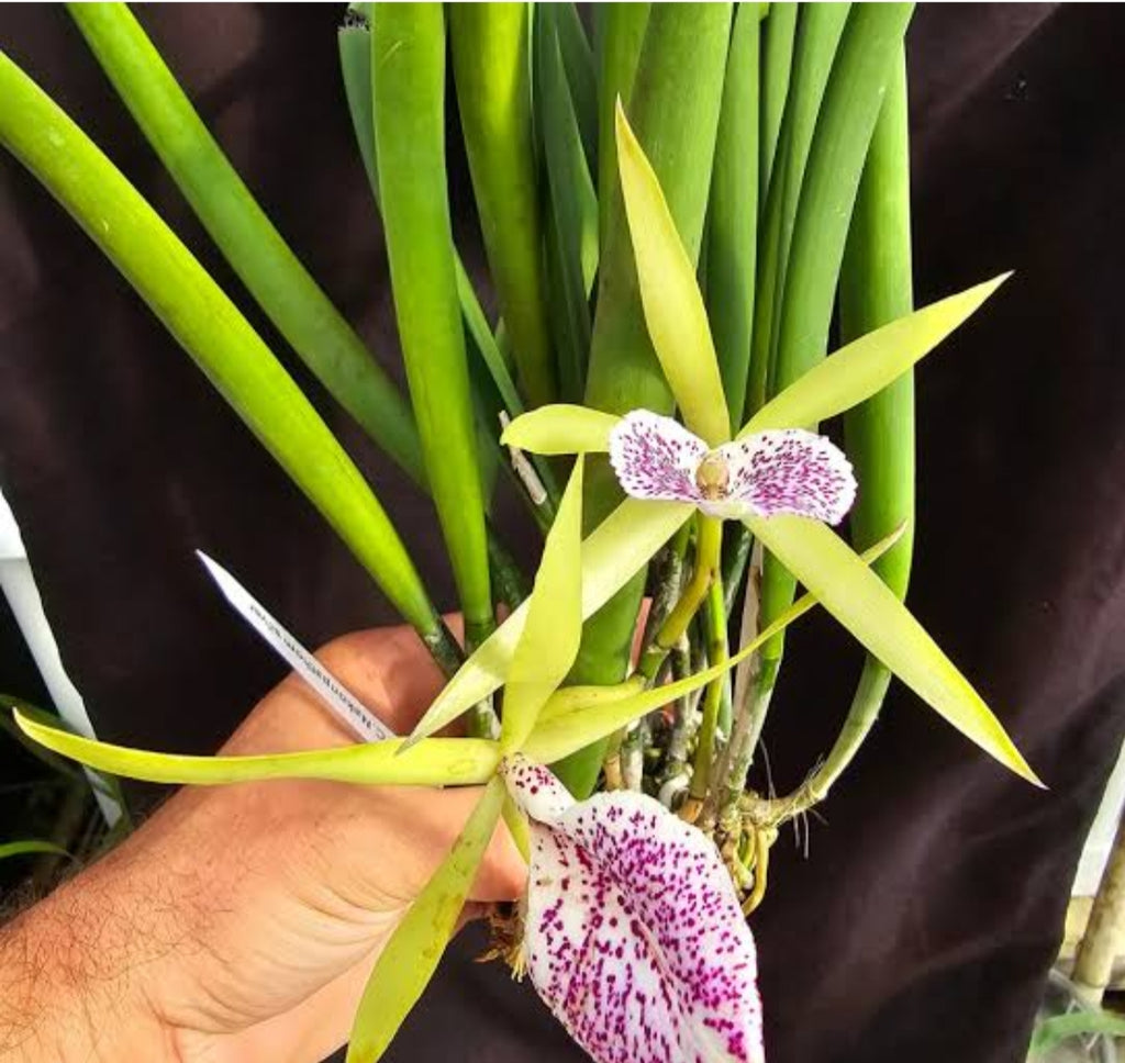 Catteliya Nakornpathme Silver Medium Orchid Plant -With Terracota Pot