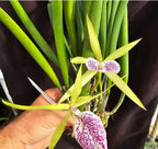 Catteliya Nakornpathme Silver Medium Orchid Plant -With Terracota Pot