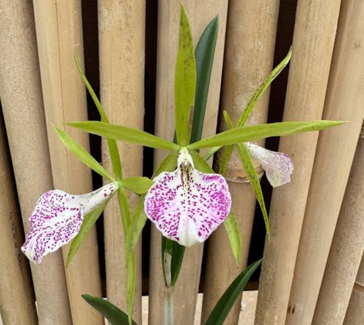 Catteliya Nakornpathme Silver Medium Orchid Plant -With Terracota Pot