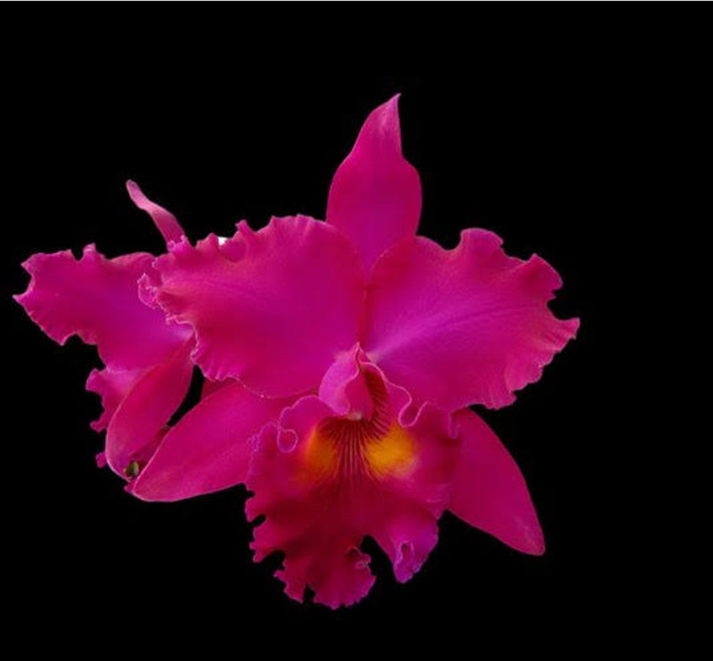 Catteliya George Suzuki Medium Orchid Plant -With Terracota Pot