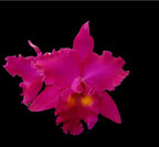 Catteliya George Suzuki Medium Orchid Plant -With Terracota Pot
