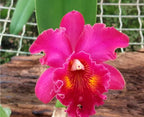 Catteliya George Suzuki Medium Orchid Plant -With Terracota Pot