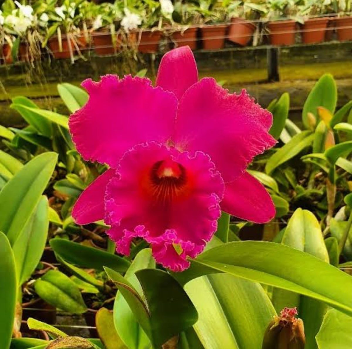 Catteliya George Suzuki Medium Orchid Plant -With Terracota Pot