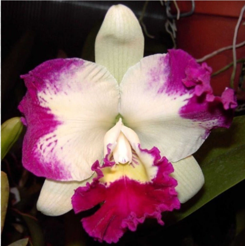 Catteliya White Spark Love  Crystal Medium Orchid Plant -With Terracota Pot
