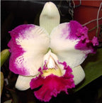 Catteliya White Spark Love  Crystal Medium Orchid Plant -With Terracota Pot
