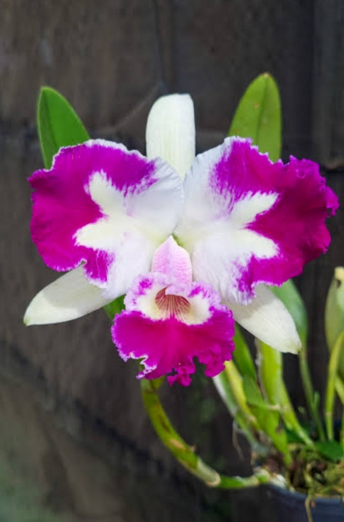 Catteliya White Spark Love  Crystal Medium Orchid Plant -With Terracota Pot