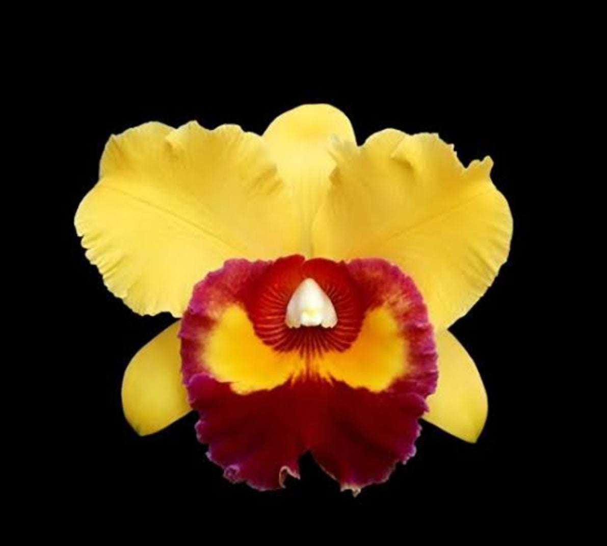 Cattleya Chunyeah 'Tzeng Wen' Medium Orchid Plant -With Terracota Pot
