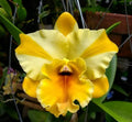 Catteliya River Kwai Rivers Medium Orchid Plant -With Terracota Pot