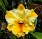 Catteliya River Kwai Rivers Medium Orchid Plant -With Terracota Pot