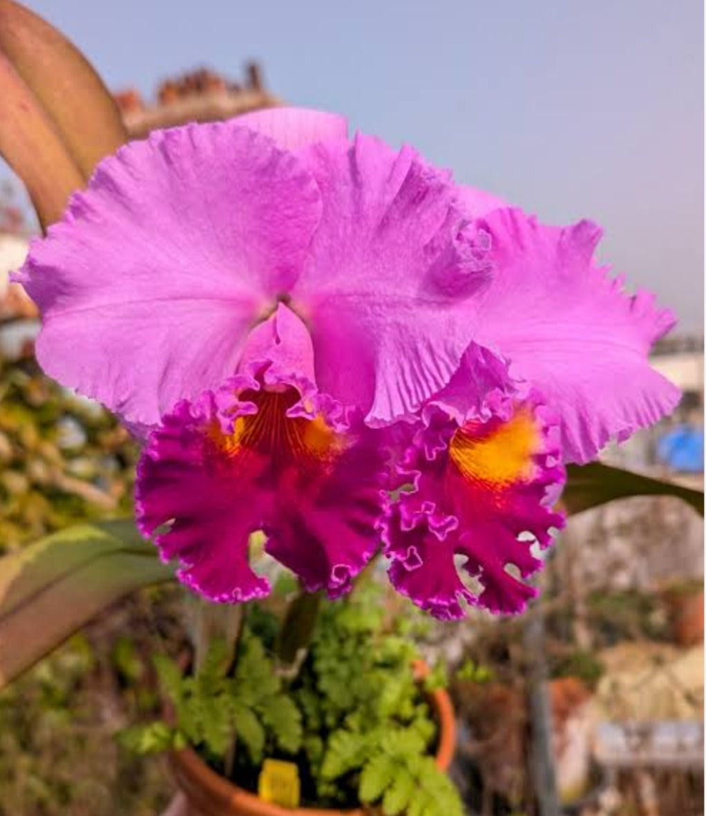 Cattleya Tegh x Rose Whisper Medium Orchid Plant -With Terracota Pot
