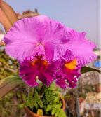 Cattleya Tegh x Rose Whisper Medium Orchid Plant -With Terracota Pot