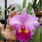 Cattleya Tegh x Rose Whisper Medium Orchid Plant -With Terracota Pot