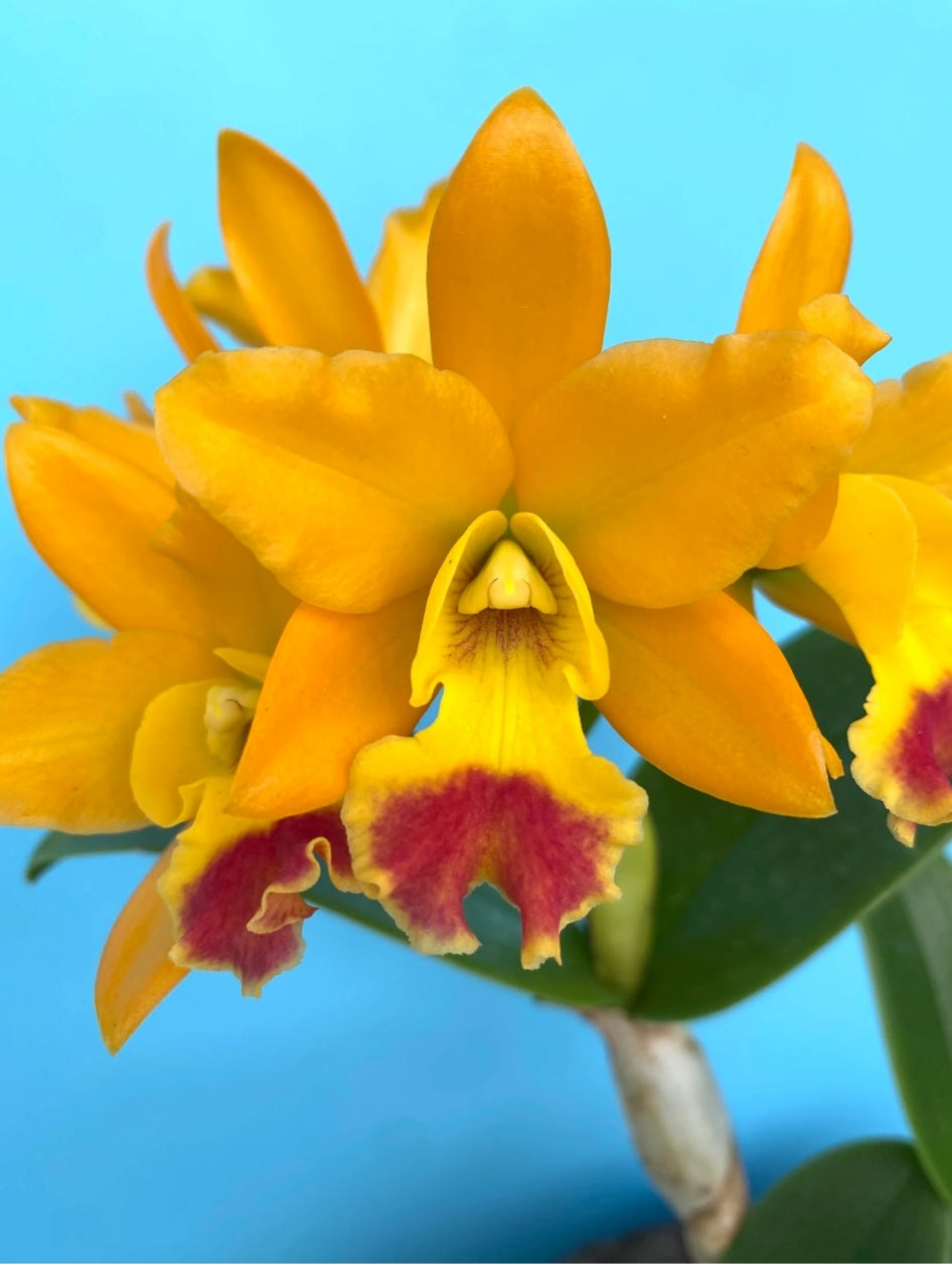 Catteliya Netrosri Starbright Orange Malay Medium Orchid Plant -With Terracota Pot