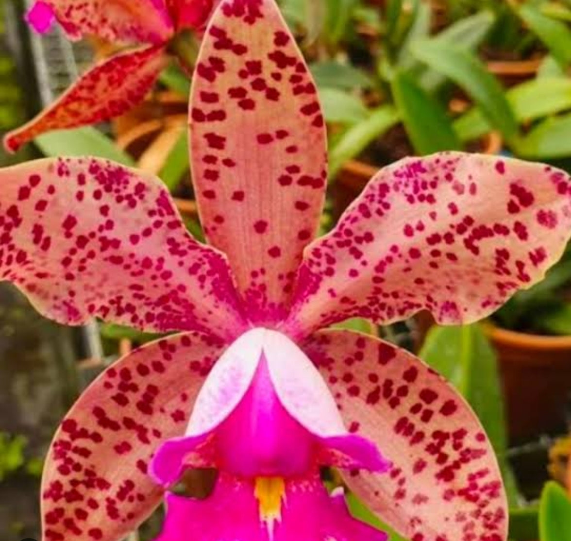 Catteliya Pao De  Acucar Medium Orchid Plant -With Terracota Pot