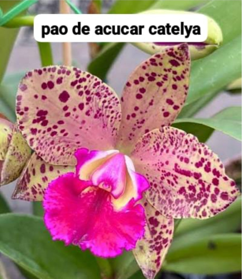 Catteliya Pao De  Acucar Medium Orchid Plant -With Terracota Pot