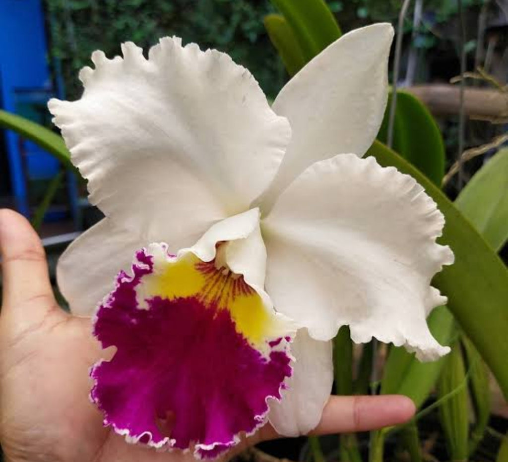 Catteliya Chian Tzy Lass Hossai Medium Orchid Plant -With Terracota Pot