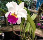 Catteliya Chian Tzy Lass Hossai Medium Orchid Plant -With Terracota Pot