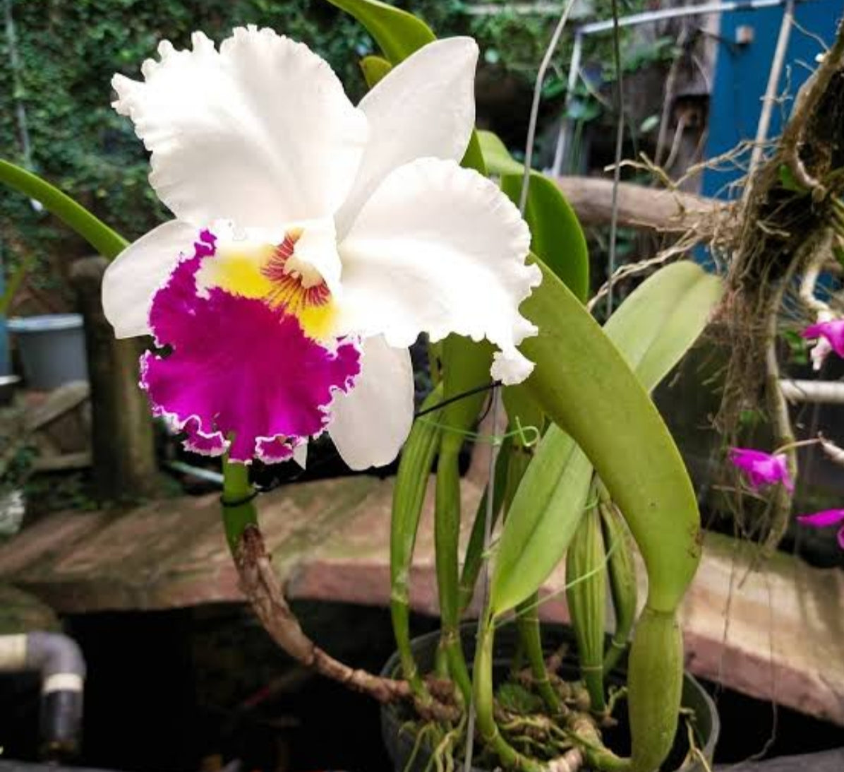Catteliya Chian Tzy Lass Hossai Medium Orchid Plant -With Terracota Pot
