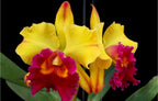Catteliya Alodecer Pomoreno Thongsuk Medium Orchid Plant -With Terracota Pot