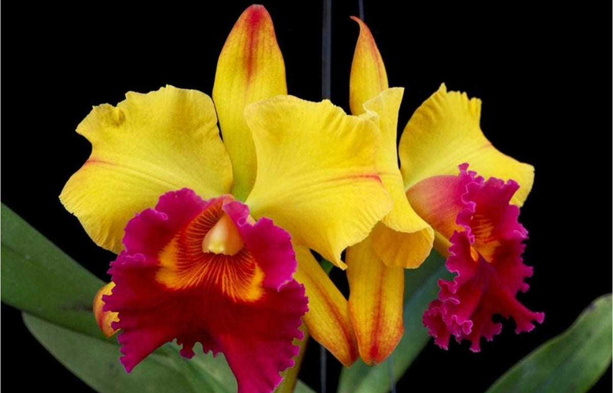 Catteliya Alodecer Pomoreno Thongsuk Medium Orchid Plant -With Terracota Pot