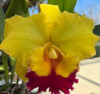 Catteliya Alodecer Pomoreno Thongsuk Medium Orchid Plant -With Terracota Pot