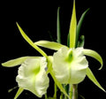 Catteliya Jimminey Cricket Medium Orchid Plant -With Terracota Pot