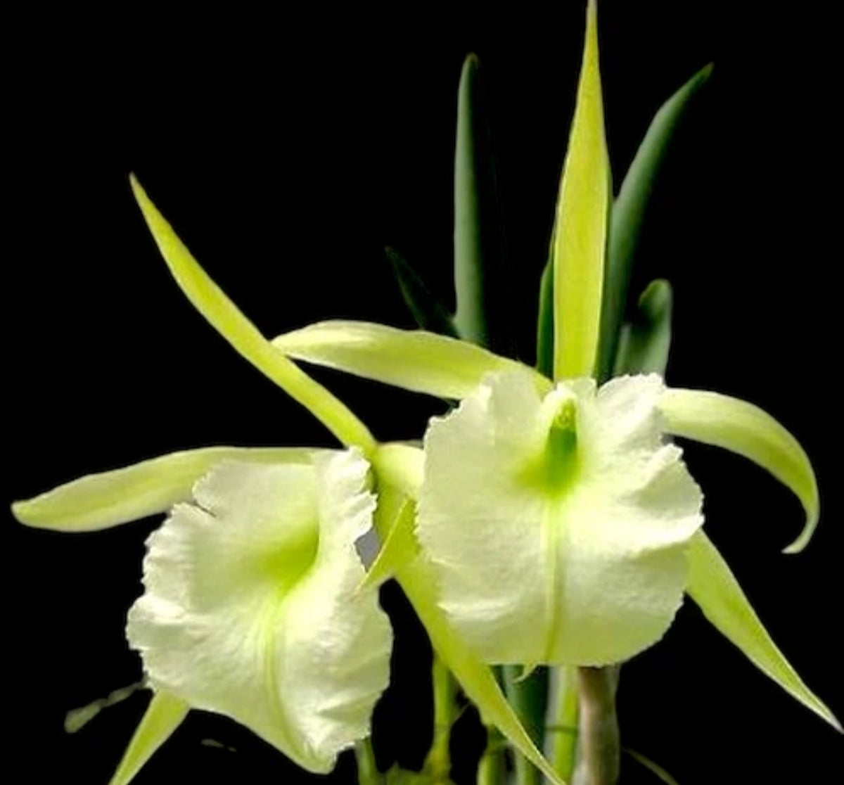 Catteliya Jimminey Cricket Medium Orchid Plant -With Terracota Pot